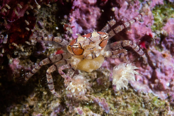 Manado Sulawesi Boxer Crab