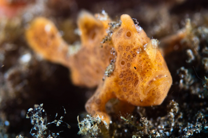 Manado Sulawesi Frogfish