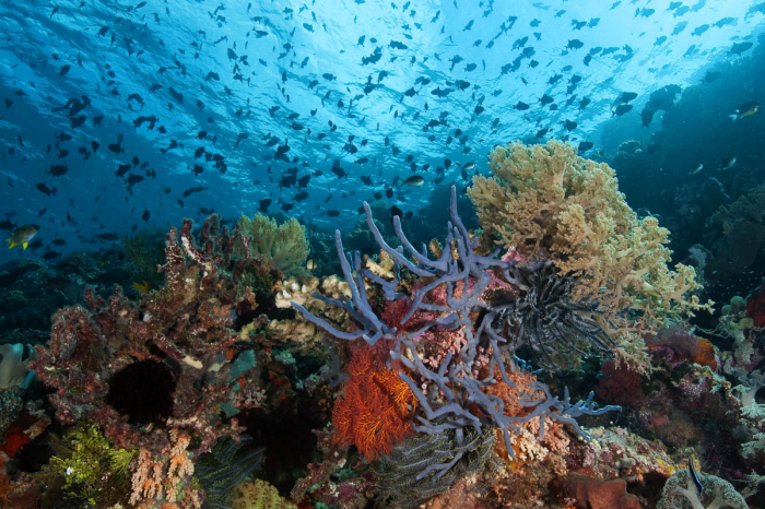 Wakatobi Indonesia Scuba Diving 4