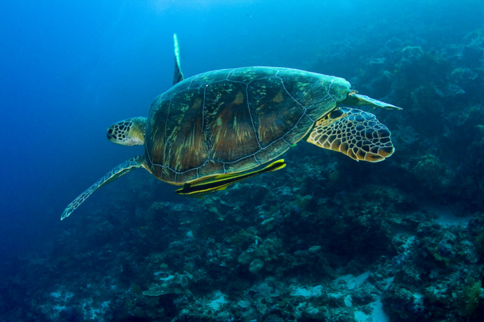 Wakatobi Indonesia Scuba Diving 7