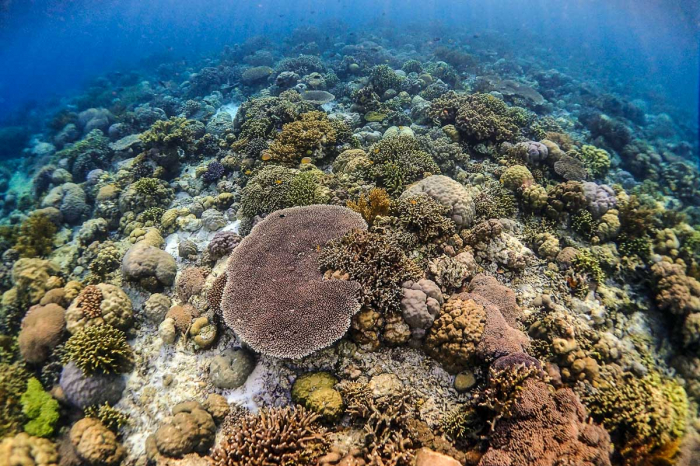 Wakatobi Indonesia Scuba Diving 9