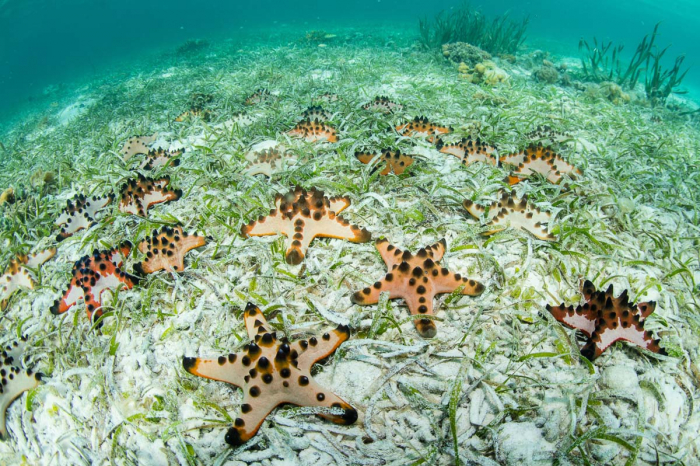 Wakatobi Indonesia Scuba Diving 10