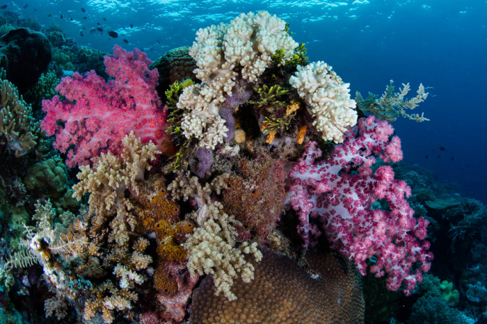 Wakatobi Indonesia Scuba Diving 11