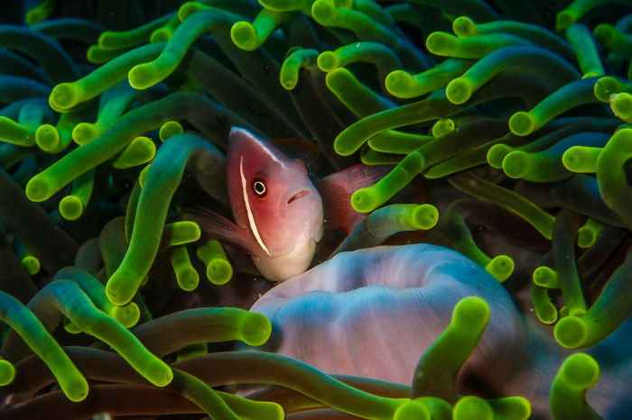 Wakatobi Indonesia Scuba Diving 15