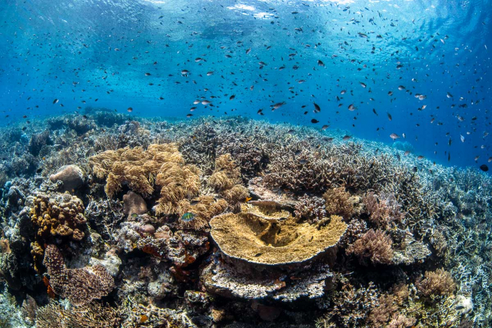 Wakatobi Indonesia Scuba Diving