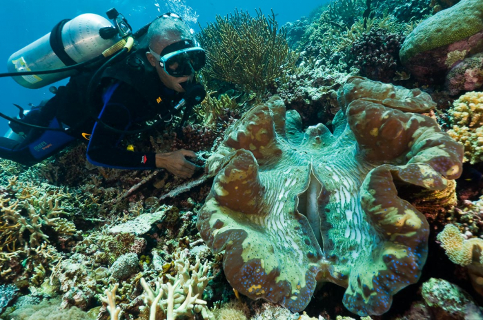 Cenderawasih Bay Papua Indonesia Diving 3