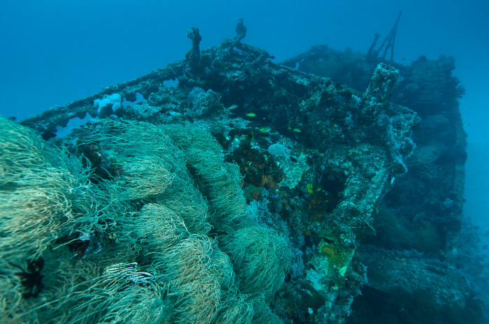 Cenderawasih Bay Papua Indonesia Diving 5