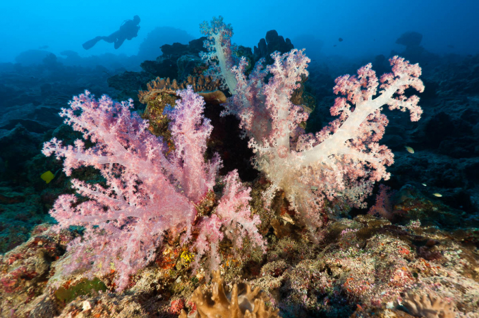 Cenderawasih Bay Papua Indonesia Diving 11