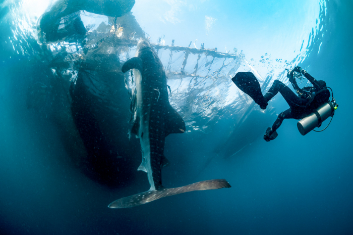 Cenderawasih Bay Papua Indonesia Diving 16