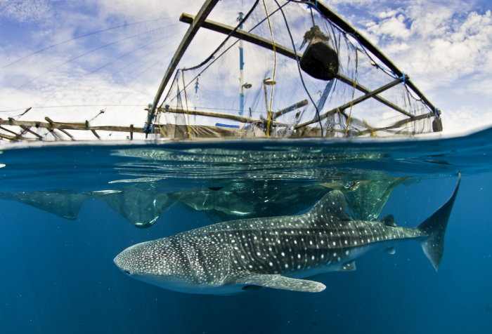 Cenderawasih Bay Papua Indonesia Diving 17