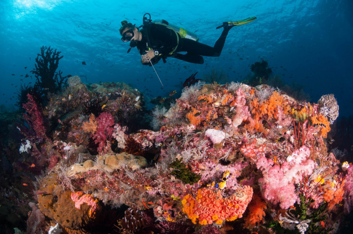 West Papua Misool Reef Diver