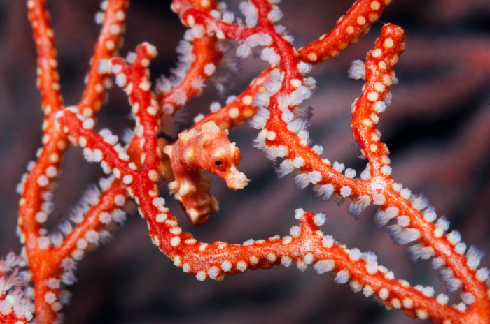 West Papua Misool Pygmy Seahorse