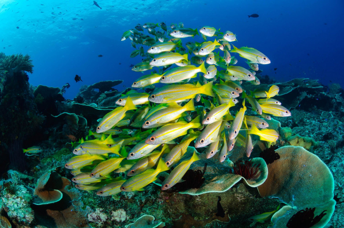 West Papua Misool Snapper