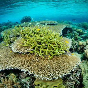 West Papua Misool Reef
