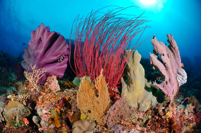 Raja Ampat Indonesia Diving Beautiful Reef