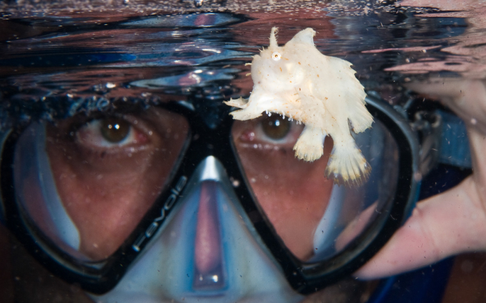 Raja Ampat Indonesia Diving Frogfish