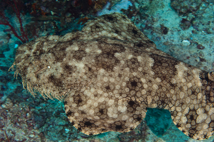 Raja Ampat Indonesia Diving wobbegong shark