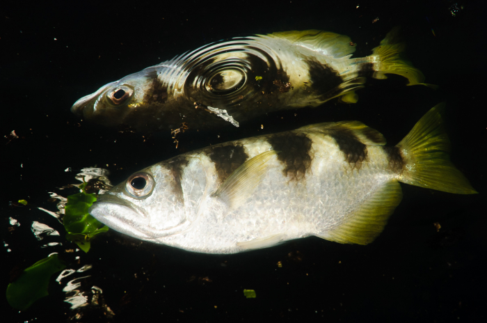 Raja Ampat Indonesia Diving Archer fish