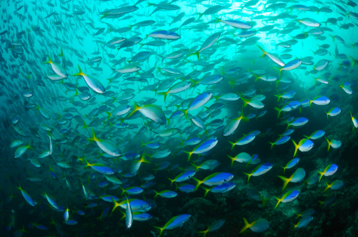 Raja Ampat Indonesia Diving schooling fish