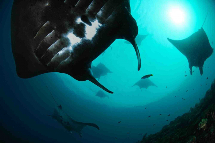 West Papua Raja Ampat Manta
