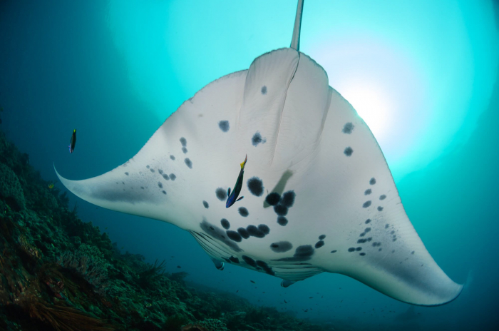 West Papua Raja Ampat Manta