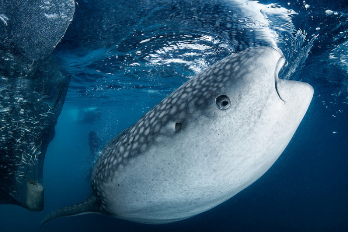 West Papua Triton Bay Whale Shark