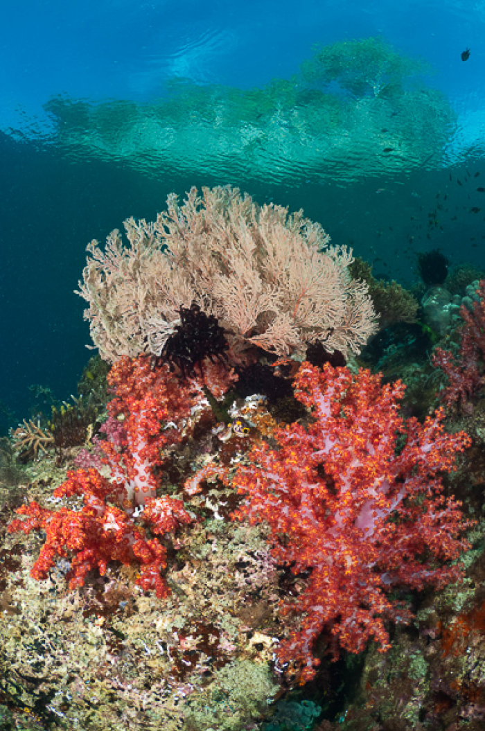 Triton Bay West Papua Indonesia Portrait