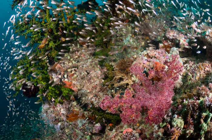 Triton Bay West Papua Indonesia 2