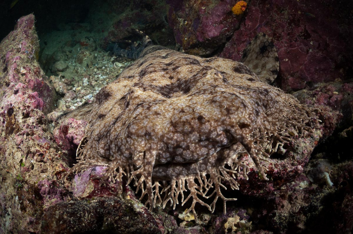 Triton Bay West Papua Indonesia 4