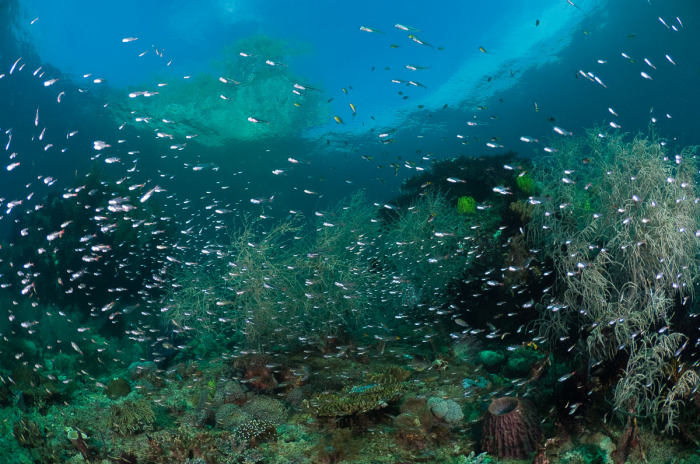 Triton Bay West Papua Indonesia 9