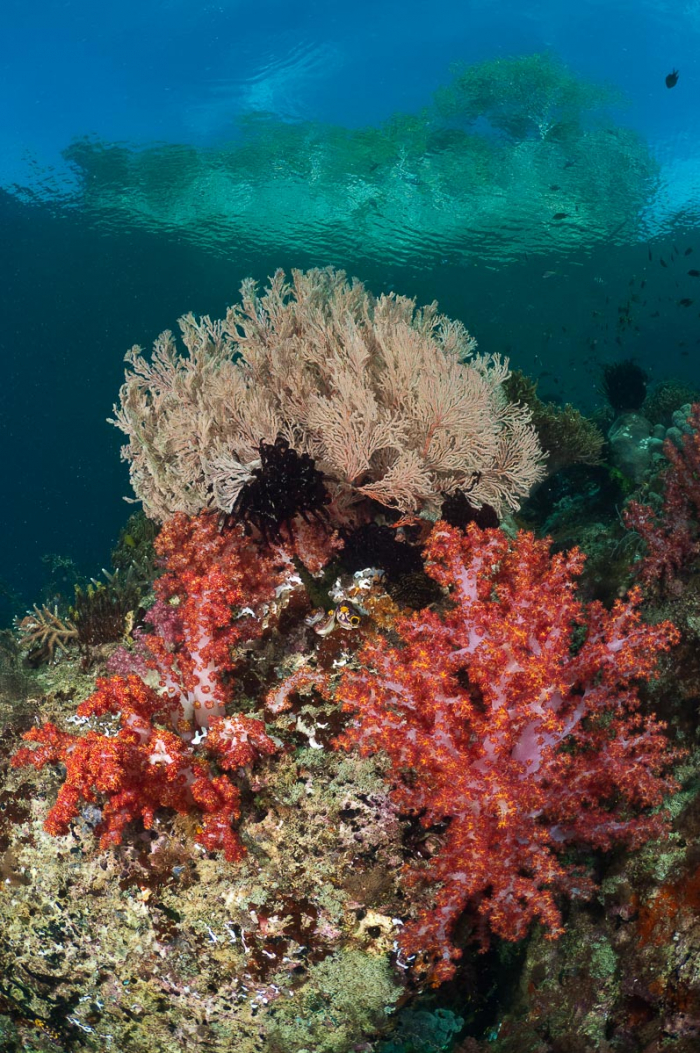 Triton Bay West Papua Indonesia 10