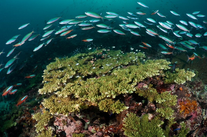 Triton Bay West Papua Indonesia