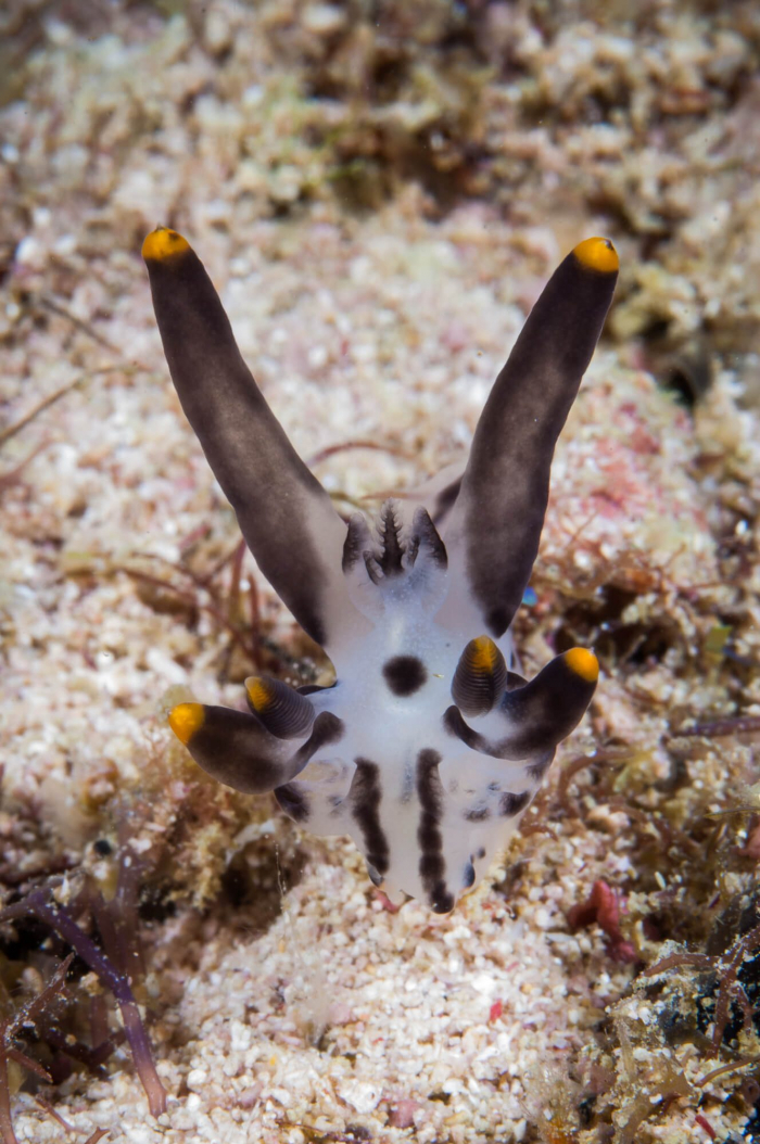 West Papua Triton bay Pikachu