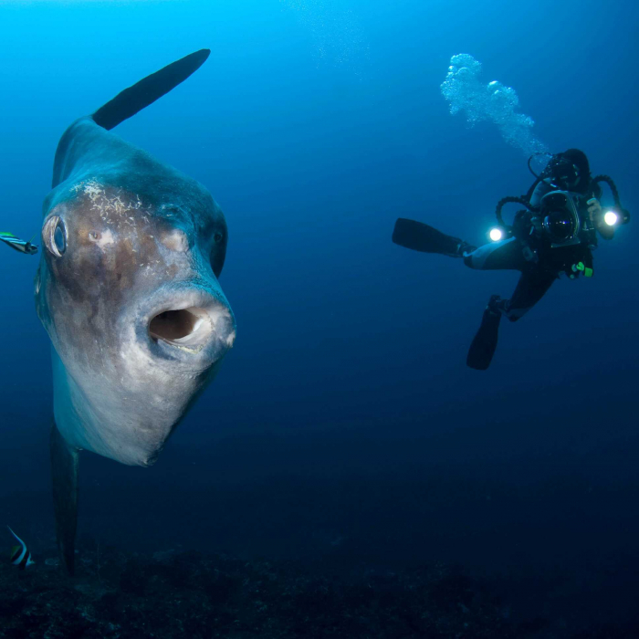Bali Lembongan Mola Sunfish