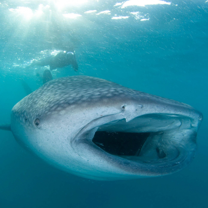 Maldives Baa Whale Shark Feeding Hanifaru Bay