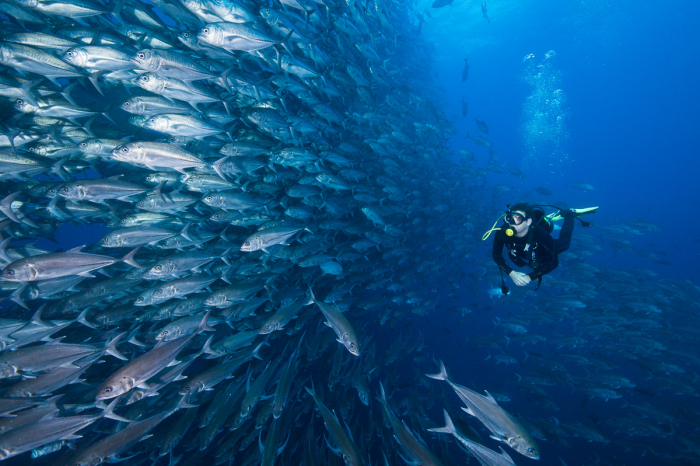 Galaxy Diver Liveaboard Galapagos Ecuador 18