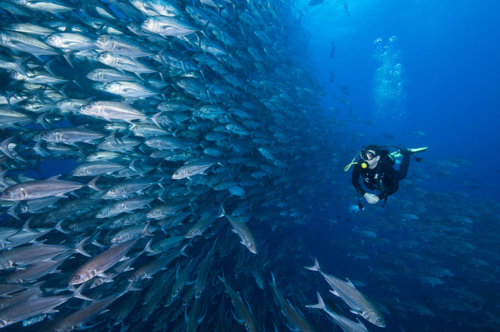 Galaxy Diver Liveaboard Galapagos Ecuador 18