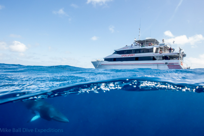 Spoilsport Mike Ball Dive Expeditions Liveaboard 6