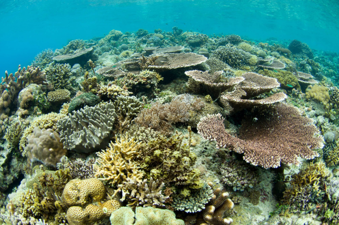 Sabah Coral Reef