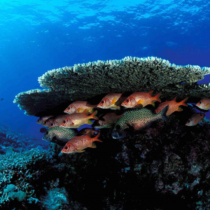 Layang Layang Sabah Malaysia 4