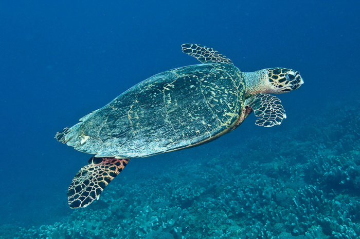 Layang Layang Sabah Malaysia 8