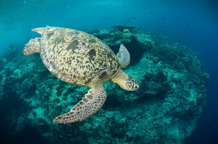 Sipadan Sabah Malaysia Diving Green Turtle and Reef