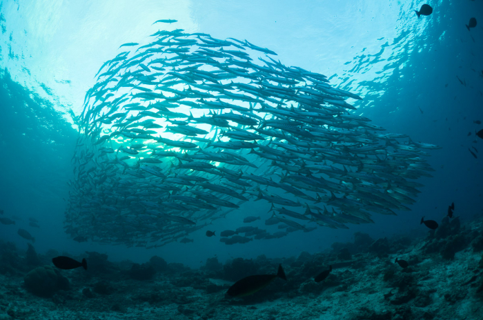 Sipadan Sabah Malaysia Diving Barracuda