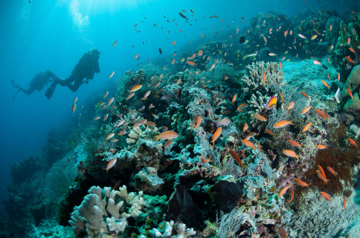 Sipadan Sabah Malaysia Diving Reef and Divers