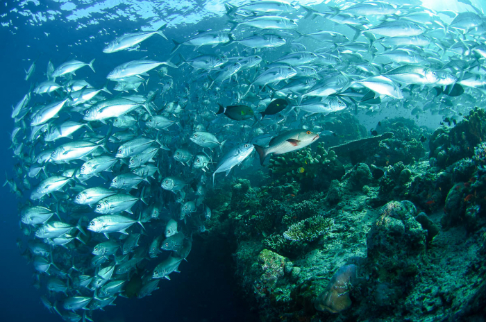 Sipadan Sabah Malaysia Diving Jackfish and Reef