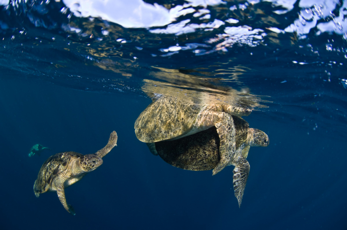 Sipadan Sabah Malaysia Diving Mating Turtles