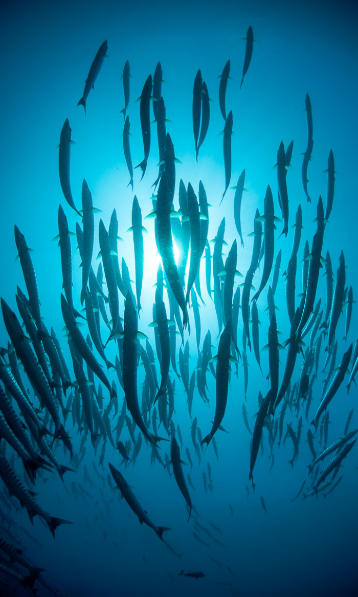 Sipadan Sabah Malaysia Diving Barracuda School