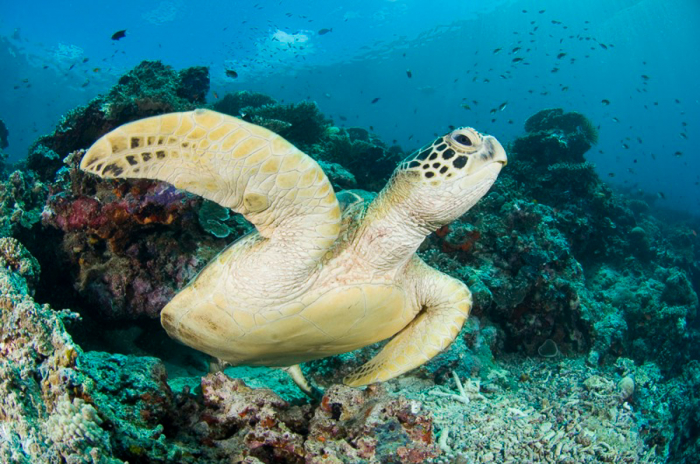 Sipadan Sabah Malaysia Diving Green Turtle