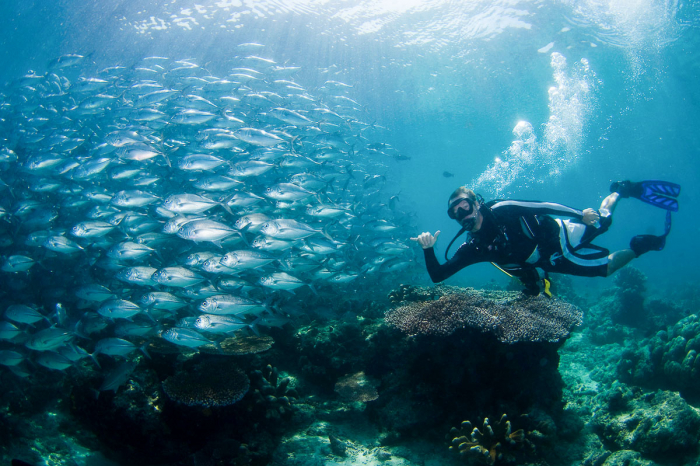 Sipadan Sabah Malaysia Diving Jackfish and Diver