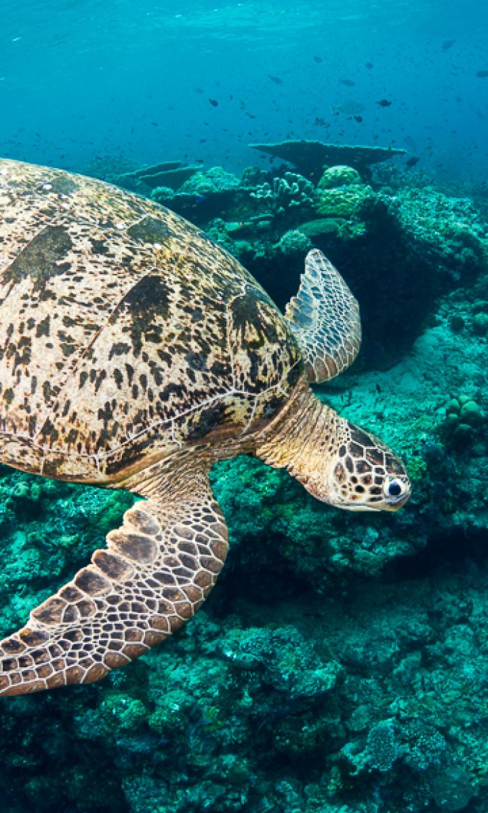 Sipadan Sabah Scuba Diving Portrait